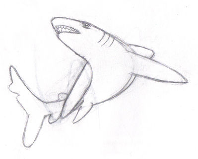 Shark Transformation 10/10
Aborted commission started by SeaCigar
Keywords: SeaCigar;Shark TF